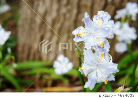 シャカの花　右位置 4634005