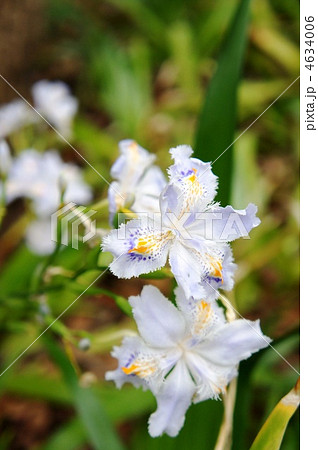 シャカの花　右下 4634006