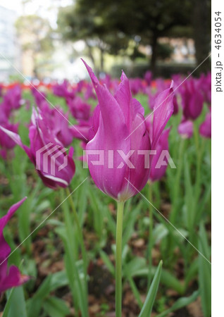 チューリップ ユメムラサキ チューリップ ユメムラサキ 4634054