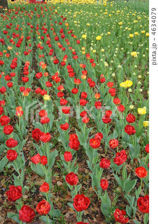 色鮮やかなチューリップ 紅獅子 色鮮やかなチューリップ 紅獅子 4634079