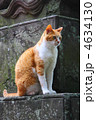 日本猫 茶トラ 4634130