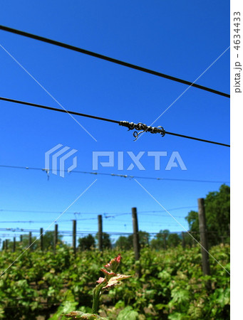 ぶどう畑の新緑 4634433