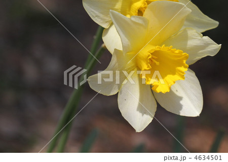 ラッパスイセン ラッパスイセン 4634501