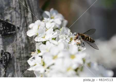 ユキヤナギとハナアブ ユキヤナギとハナアブ 4634513