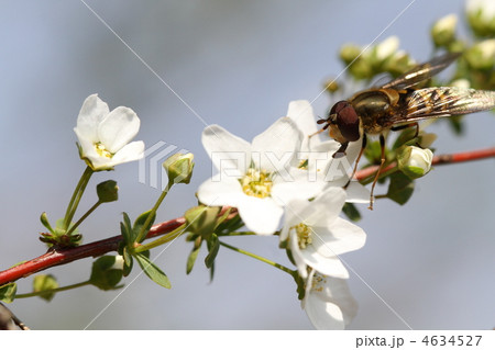 ユキヤナギとハナアブ 4634527