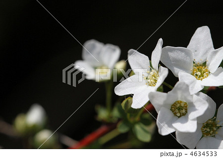 ユキヤナギ 4634533