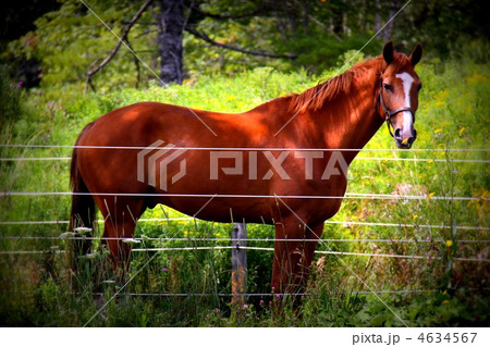 カナダの栗毛の馬 4634567