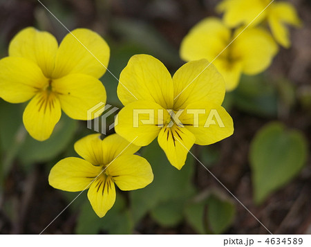 キスミレ キスミレ 4634589
