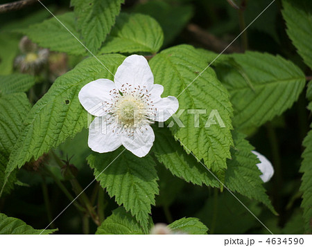 野イチゴの花 4634590