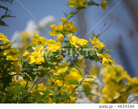 ヤマブキ 4634594
