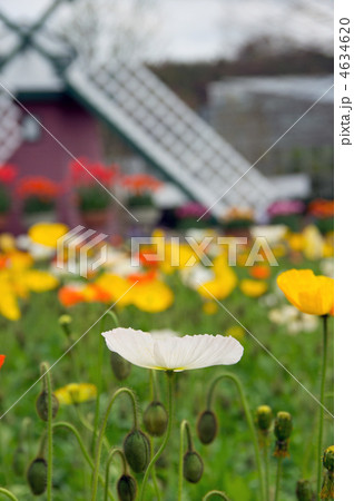 ポピー ポピー 4634620