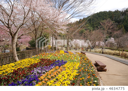 八王子　夕やけ小やけふれあいの里　春 4634775