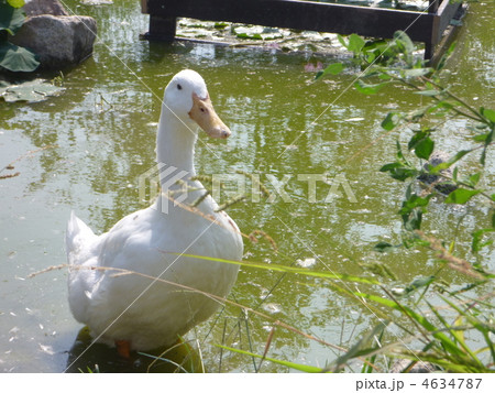 アヒル アヒル 4634787