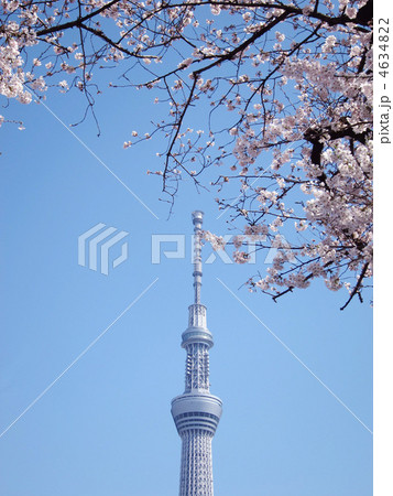 東京スカイツリーと桜 東京スカイツリーと桜 4634822