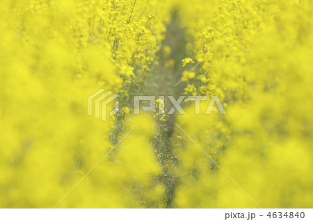 菜の花 4634840