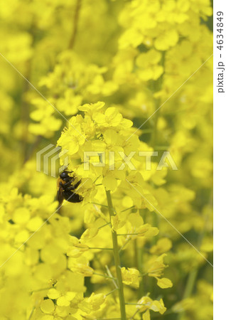 菜の花 菜の花 4634849