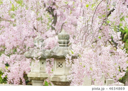 枝垂れ桜 枝垂れ桜 4634869