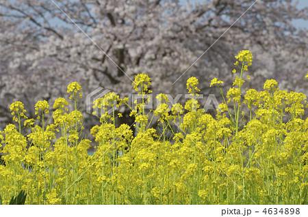 菜の花と桜 4634898