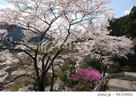 八王子　陣馬街道　桜 4634900