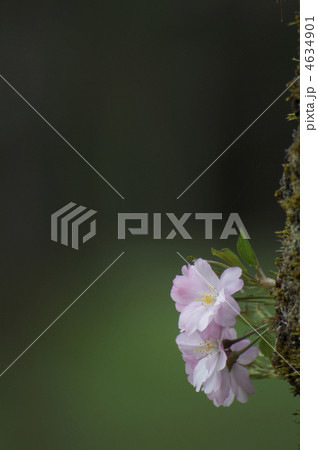 思川桜 思川桜 4634901