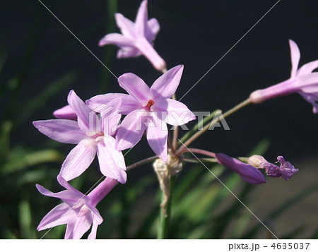 7 8月の夏に咲くユリ科の紫色の小さい花ワイルドガーリックの写真素材