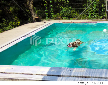 プールで泳ぐ犬 プールで泳ぐ犬 4635118