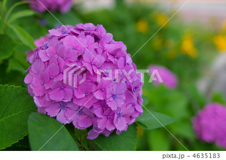 紫あじさい 4635183