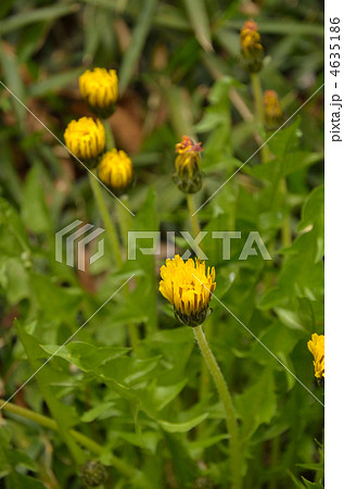 植物・カントウタンポポ キク科 植物・カントウタンポポ キク科 4635186