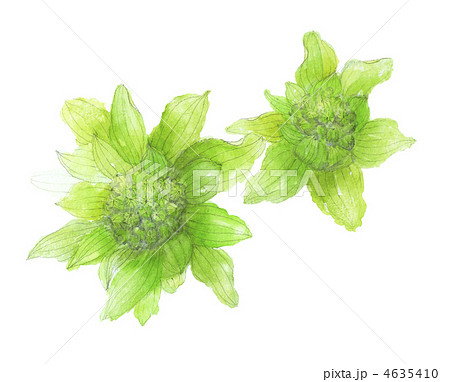 ふきのとうのイラスト素材