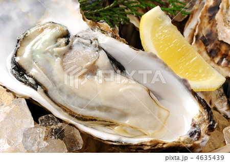 カキ カキ 4635439