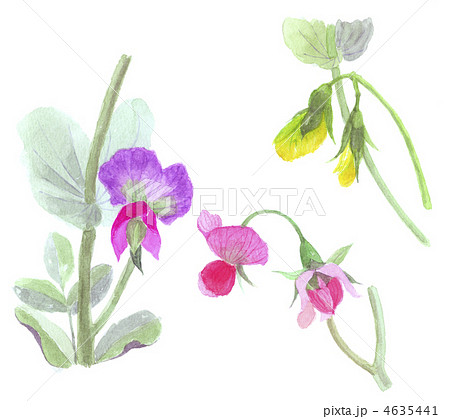 エンドウの花のイラスト素材 4635441 Pixta