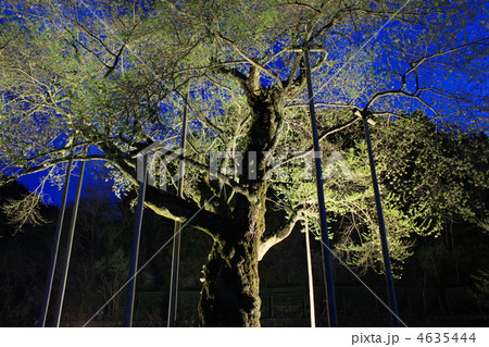 夕暮れの荘川桜ライトアップ 夕暮れの荘川桜ライトアップ 4635444