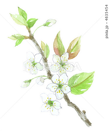 梨の花のイラスト素材