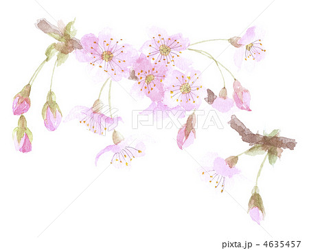 桜　さくら 4635457