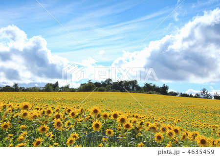 北海道のヒマワリ畑 4635459