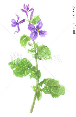 諸葛菜　ショカッサイ　オオアラセイトウ 4635471