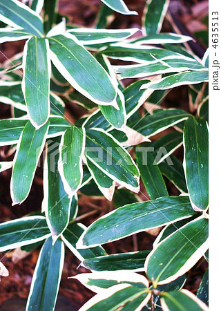 クマザサの葉・縦位置 4635513