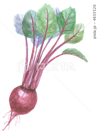 テーブルビート 4635520