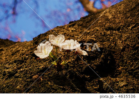 古木に咲く桜・横位置 4635536