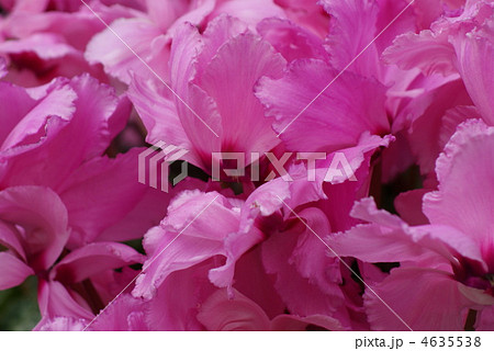 背景素材花バック・シクラメン横位置 4635538