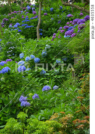 紫陽花 4635558