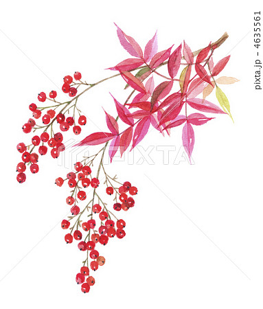 すべての花の画像 最新花 南天 冬 イラスト