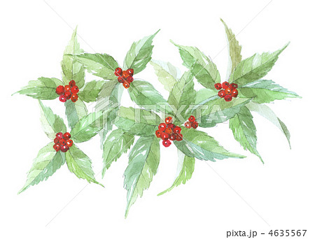 千両　センリョウ 4635567