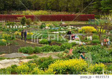 見沼田圃・見沼田圃市民農園 4635573