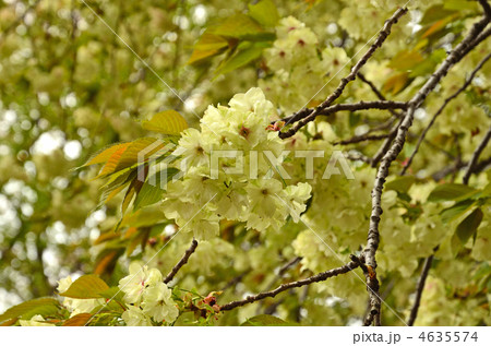 樹木・ウコンザクラ バラ科 樹木・ウコンザクラ バラ科 4635574