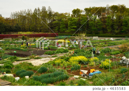 見沼田圃・見沼田圃市民農園 4635583