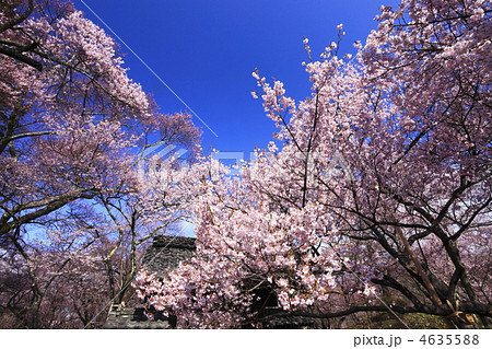 高遠の桜 4635588