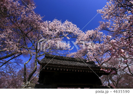 高遠の桜 4635590