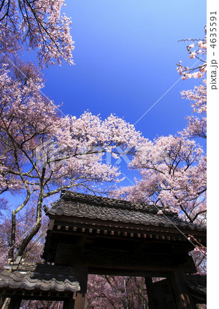 高遠の桜 4635591