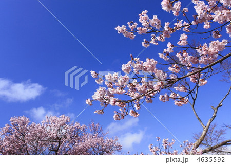 高遠の桜 4635592